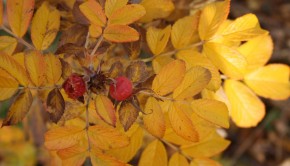 webboulevard etymologie taalstaaltjes herfst