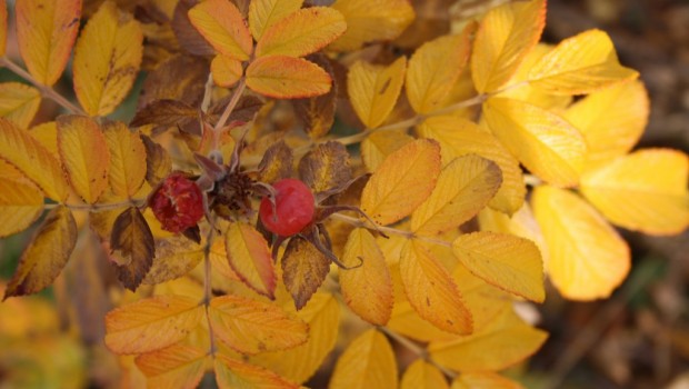 webboulevard etymologie taalstaaltjes herfst