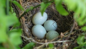 webboulevard taalstaaltjes nest