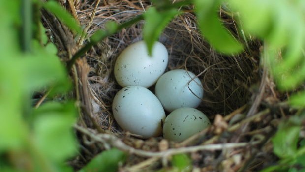 webboulevard taalstaaltjes nest