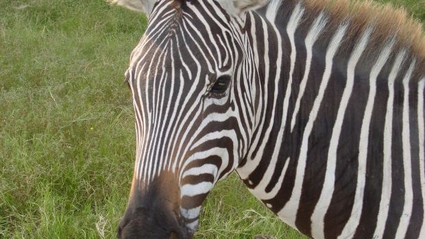 Webboulevard 24/7 Zebra