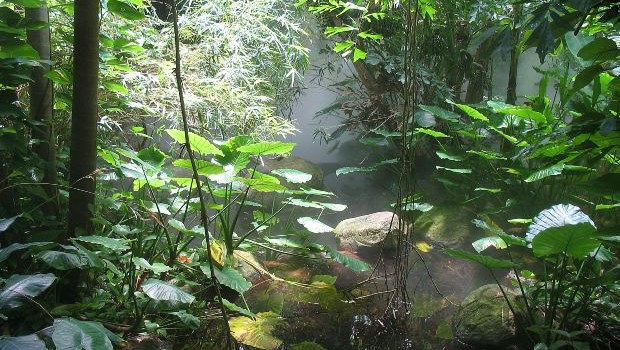 rainforest webboulevard online Magazinegroen en duurzaam