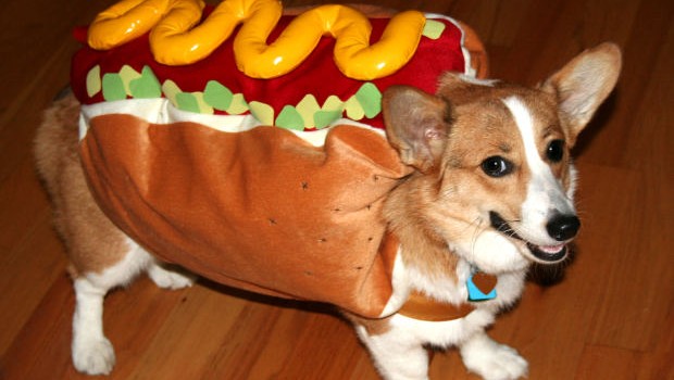 Webboulevard online Magazine * hot dog