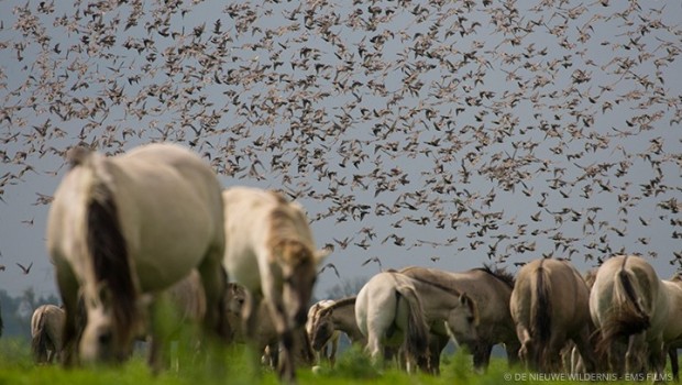 Webboulevard online Magazine de nieuwe wildernis